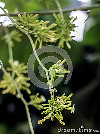 Hanging papaya flowers that will grow into papaya Stock Photo