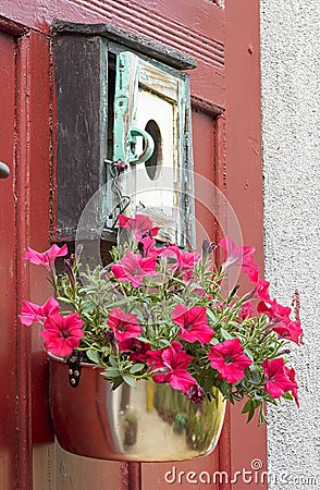 Hanging petunia flower Stock Photo