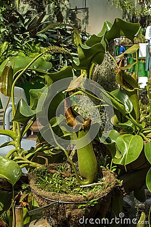 Hanging pitcher plant nepenthes Stock Photo