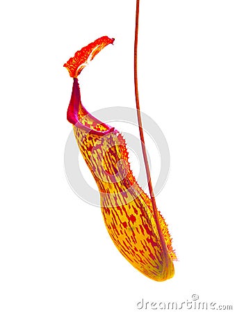 A Hanging pitcher plant pitfall trap in red pink color isolated on white background. Stock Photo