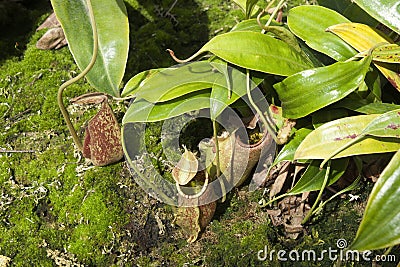 Hanging pitcher plant pots on the ground Stock Photo