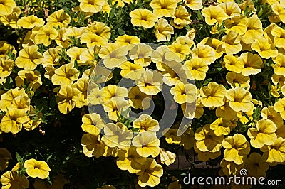 A Hanging Pot of Beautiful Yellow Primrose Flowers Stock Photo