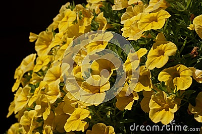 A Hanging Pot of Beautiful Yellow Primrose Flowers Stock Photo