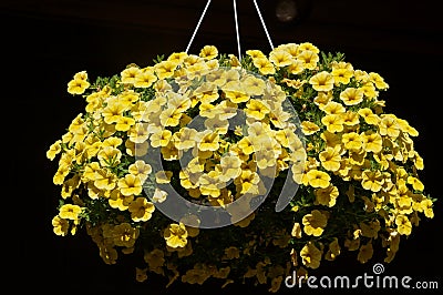 A Hanging Pot of Beautiful Yellow Primrose Flowers Stock Photo