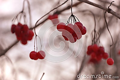 Hanging red berries of viburnum shrub in autumn at sepia background Stock Photo