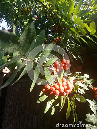 Hanging red bunch of ripe berry mountain ash. Rowan aucuparia tree Stock Photo