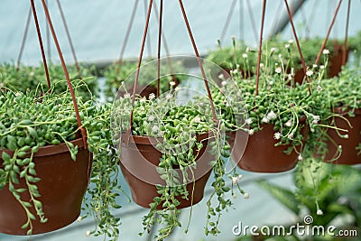 Hanging Senecio Rowleyanus commonly known as a string of pearls. Succulent. Greenhouse, floral shop Stock Photo