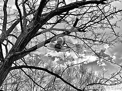 Hanging shoes on top of a branch of a bare trees in a place Editorial Stock Photo