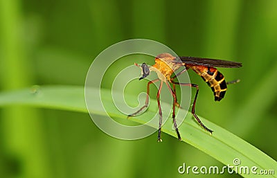 Hanging thief robber fly Stock Photo