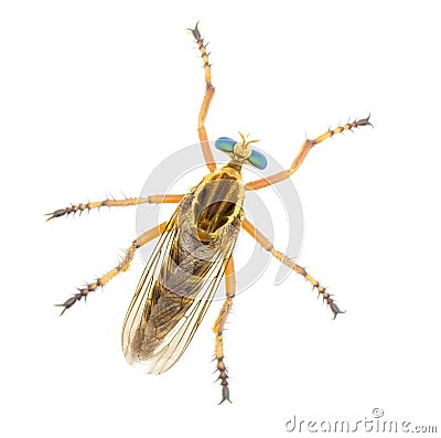 hanging thief robber fly or robberfly - Diogmites salutans - isolated on white background yellow tan beige body with big green Stock Photo