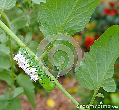 A Hanging Tomato / Tobacco Hornworm as host to parasitic braconid wasp eggs Stock Photo