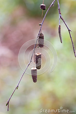 A hanging twig with three small cones Stock Photo