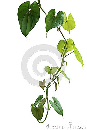 Hanging twisted vine liana plant with heart shaped green brownish leaves of purple yam or winged yam Dioscorea alata the tropic Stock Photo