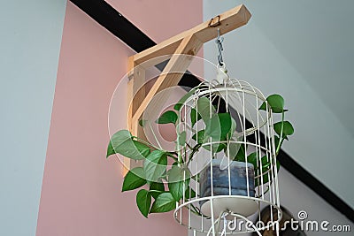 Hanging vine plant with heart-shaped variegated leaves of devil`s ivy or golden pothos Epipremnum aureum the popular tropic Stock Photo