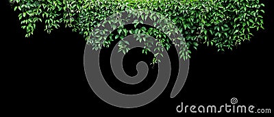 Hanging vines ivy foliage jungle bush, heart shaped green leaves climbing plant nature backdrop banner isolated on black Stock Photo