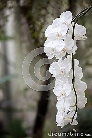 Hanging white orchids Stock Photo