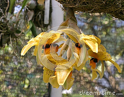 Hanging yellow orchids Stock Photo