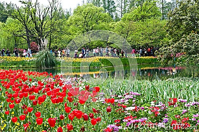 Hangzhou Taiziwan Park tulips in full bloom Editorial Stock Photo