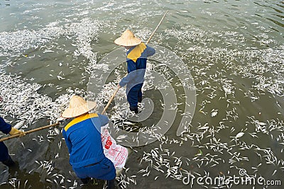 Hanoi, Vietnam - Oct 2, 2016: Garbage collector, environment workers take mass dead fishes out from West Lake Editorial Stock Photo