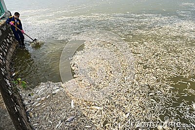 Hanoi, Vietnam - Oct 2, 2016: Mass dead fish on lake with Garbage collector, environment workers take mass dead fishes out from We Editorial Stock Photo