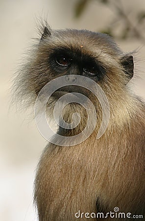 Hanuman langur Stock Photo