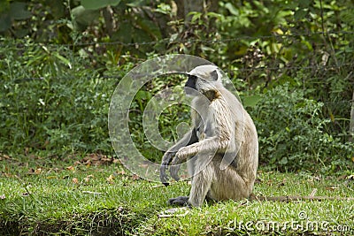 Hanuman Langur in the riverbank, Bardia, Nepal Stock Photo