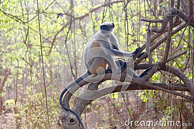 Hanuman Monkey or Leaf Monkey perched on tree Stock Photo