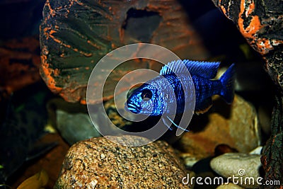 Haplochromis jacksoni Stock Photo