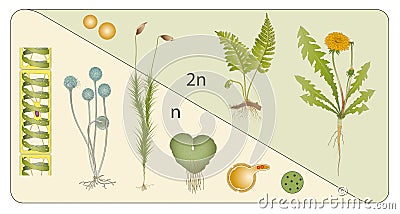 Haploid diploid stages Stock Photo