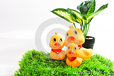 The happines family duck sits on the green grass Stock Photo