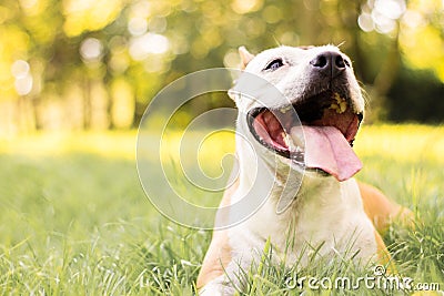 Happiness dog with bookeh background Stock Photo