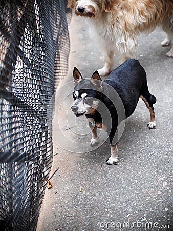 Happy active black fat cute miniature pincher dog playing around, standing in front of metal fence barking outside Stock Photo
