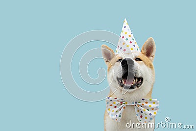 Happy akita dog celebrating birthday or carnival wearing party hat and bowtie. Isolated on blue colored background Stock Photo