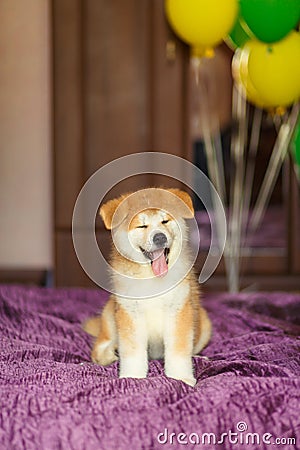 Happy akita inu puppy celebrate his adoption in new family Stock Photo