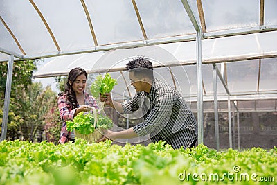 Male and female harvesting from hydrophonic farm Stock Photo