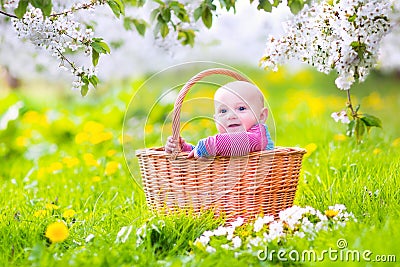 Happy baby in basket in blooming apple tree garden Stock Photo