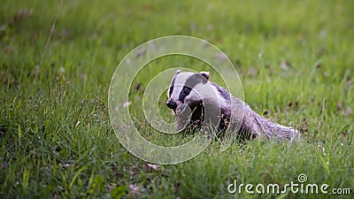 Happy Badger in the green grass Stock Photo