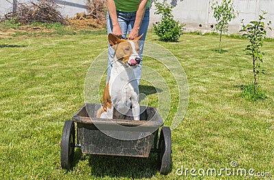 Happy basenji dog in foretaste when the cool ride on a wheel barrow Stock Photo