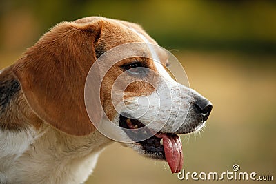 Happy beagle Stock Photo