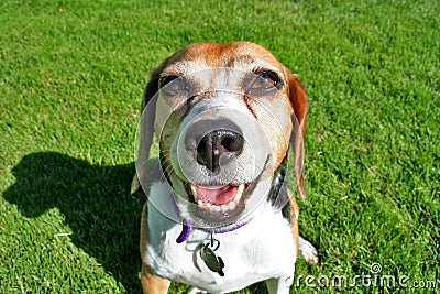 Happy Beagle Stock Photo
