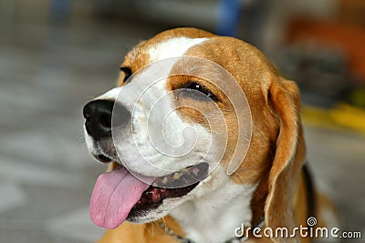 Happy beagle Stock Photo