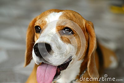 Happy beagle Stock Photo