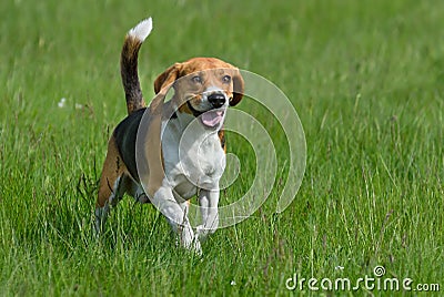 Happy beagle Stock Photo