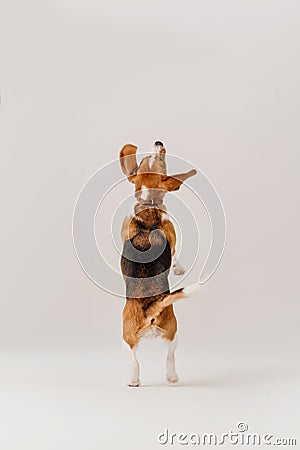 Happy beagle dog jumps up on white background, rear view Stock Photo
