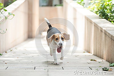 Happy beagle dog with long floppy ear and long tongue running towards viewer Stock Photo