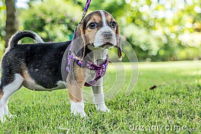 Happy beagle dog on a natural green background of tropical Bali island, Indonesia. Stock Photo