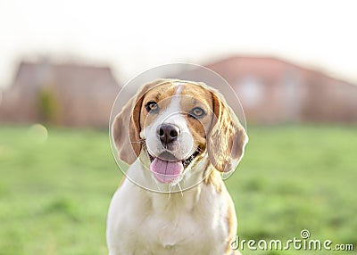 Happy Beagle dog outdoor Stock Photo