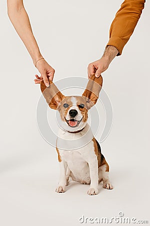Happy beagle dog posing with ears in the air on white background Stock Photo