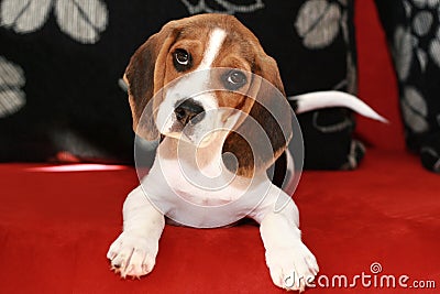 Happy beagle puppy Stock Photo