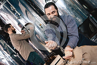 Happy bearded man in apron pours barley into hand of craft brewery. Process of beer manufacturing. Stock Photo